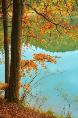 Sonbahar boyunca Karpat Dağları. Büyüleyici Synevir Gölü çevreleyen yeşilliklerin canlı renklerini yansıtır.. 