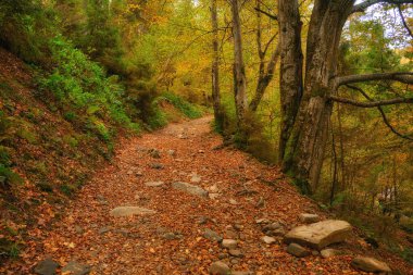 Resimli bir dağ yolu kayın ve çam ağaçlarıyla süslenmiş canlı bir sonbahar ormanı boyunca esiyor. Görkemli dağlar manzaralı arkaplanı çerçeveliyor.