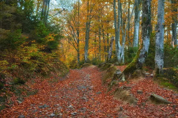 Eine Malerische Bergstraße Schlängelt Sich Durch Einen Lebendigen Herbstwald Geschmückt — Stockfoto