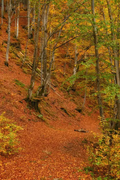 Herbst Wald Schöne Aussicht — Stockfoto