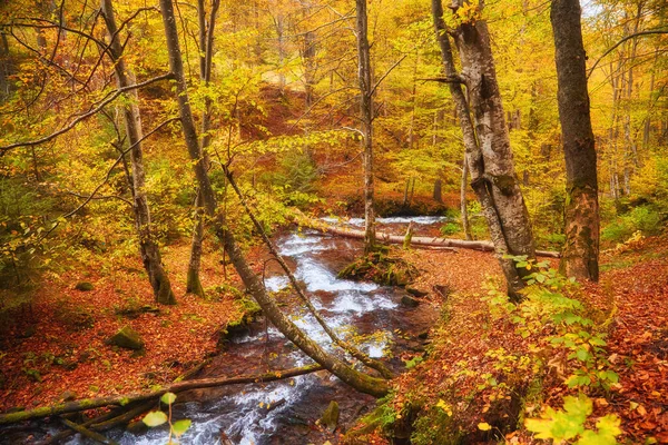 Rio Graciosamente Ventos Seu Caminho Através Uma Encantadora Floresta Outono — Fotografia de Stock