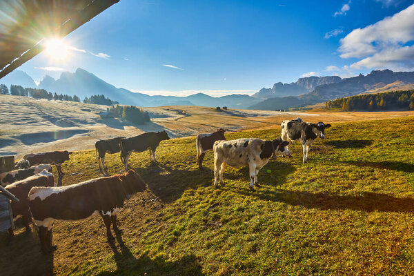 коровы на высоких горных пастбищах осенью с скалистыми горами со снегом и красочными деревьями плато Сиуси Альпы в Трентино Альто-Адидже Италия