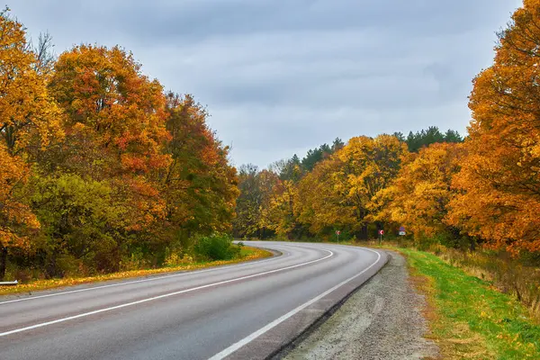 Büyüleyici sarı sonbahar ormanlarında esen asfaltlanmış eski yol.