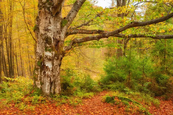 Осенний Лес Красивый Вид — стоковое фото