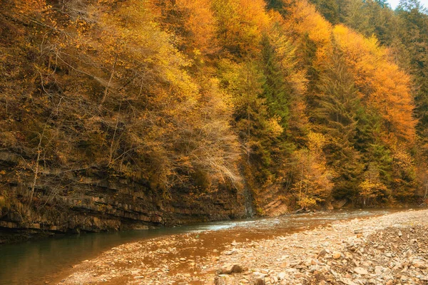 Sonbahar ormanı güzel manzara 