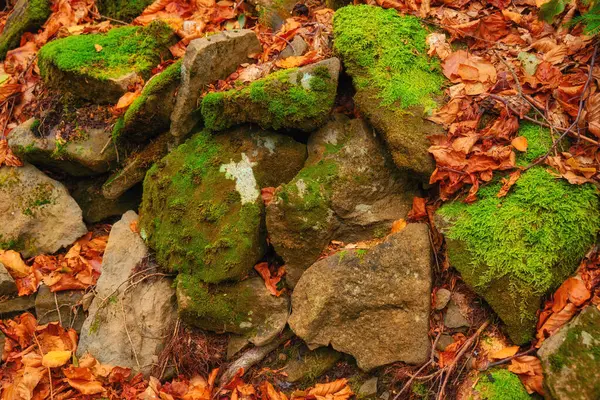 Herbst Hintergrund Lebendige Blätter Glatte Steine Und Üppiges Moos Ineinander — Stockfoto