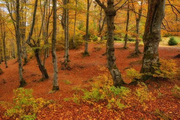 Крок Світ Золотої Пишності Коли Досліджуєте Чарівний Осінній Буковий Ліс — стокове фото
