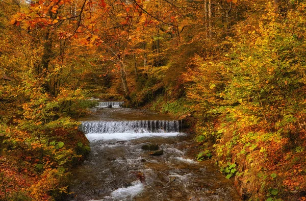 Wąska Górska Rzeka Płynie Szybko Przez Urzekający Jesienny Las Bukowy — Zdjęcie stockowe