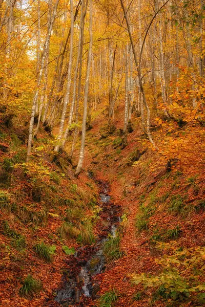 Landschaft Schöner Fantasiewald Einem Goldenen Herbst Wandplakat Idee — Stockfoto