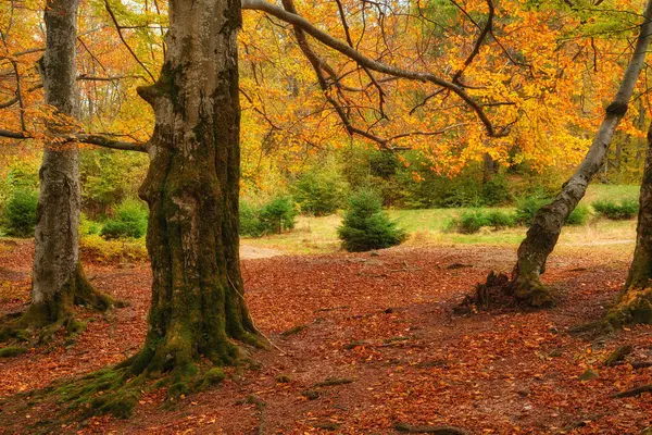 Landscape Nice Fantasy Forest Golden Autumn Wall Poster Idea — Stock Photo, Image