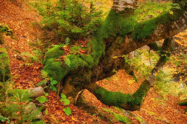 Manzara Güzel Fantezi Ormanı Altın Sonbahar Duvar Posteri Fikri — Stok fotoğraf