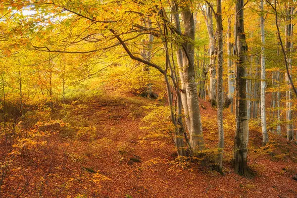 Τοπίο Ωραίο Δάσος Φαντασίας Ένα Χρυσό Φθινόπωρο Ιδέα Για Αφίσα — Φωτογραφία Αρχείου