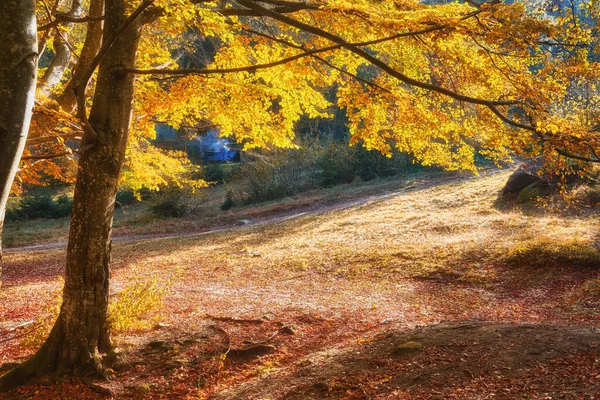 黄金の秋の風景 ニースファンタジーの森 ウォールポスターアイデア — ストック写真
