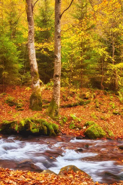 Narrow Mountain River Flows Swiftly Captivating Autumn Beech Forest Creating — Stock Photo, Image
