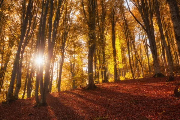Paisagem Floresta Fantasia Agradável Outono Dourado Ideia Cartaz Parede — Fotografia de Stock