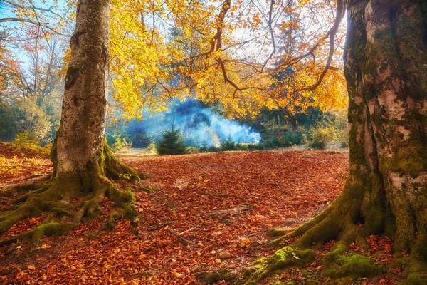 Пейзаж Ницца Фантазии Лес Золотой Осенью Валл Плакат — стоковое фото