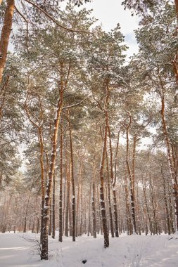 Parlak güneşin altında karla bezenmiş çam ağaçlarıyla kışın sakin bir park sahnesi..
