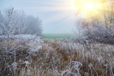 Kış harikalar diyarının bir fotoğrafı. Ağaçlar ve zemin beyaz buzla kaplıdır ve üzerlerine hafif bir sis çöker. Güneş yeni doğmaya başlıyor, sahne üzerine yumuşak bir ışık yansıtıyor..