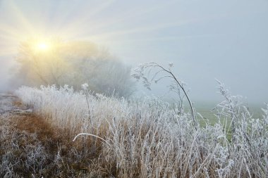 Kışın başlangıcının bir fotoğrafı. Ağaçlar ve zemin beyaz buzla kaplıdır ve üzerlerinde hafif bir sis vardır..