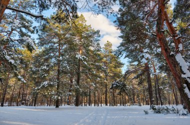 Kışın soğuk ve güneşli bir günde çam ağaçları karla kaplıdır. Harika kış manzarası, karlı orman konsepti.