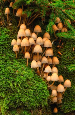 Bu büyüleyici yakın plan fotoğraf, ağaç gövdesinde canlı yeşil yosunların eşlik ettiği minyatür mantarların büyüleyici dünyasını gözler önüne seriyor..