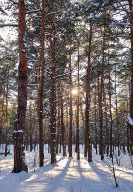 Parkta güneşli bir gökyüzünün altında karla kaplı çam ağaçlarının olduğu sakin bir kış sahnesi.