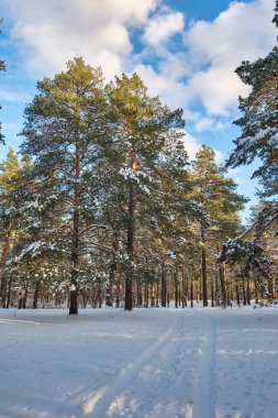 Güneşli ve serin bir günde ağaçlarla kaplı kış parkı manzarası