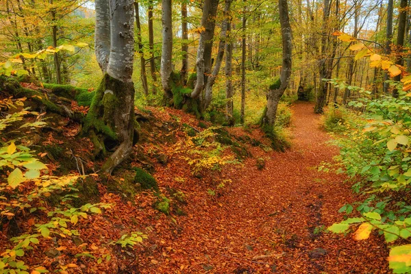Step into a world of golden splendor as you explore the enchanting autumn beech forest nestled within the untamed mountainous wilderness. A kaleidoscope of vibrant foliage blankets the forest floor, immersing you in a symphony of colors and textures.
