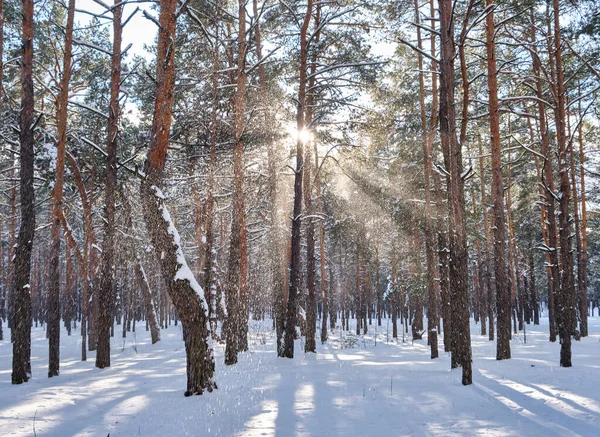 Serene Park Scene Winter Pine Trees Adorned Snowfall Bright Sun Stock Picture
