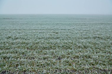 Hassas yeşil buğday filizleri buzlu bir kaplamayla süslenirken, sabanla sürülen buğday tarlaları sisin içinde kayboluyor..
