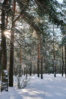 Güneşli ve serin bir günde ağaçlarla kaplı kış parkı manzarası