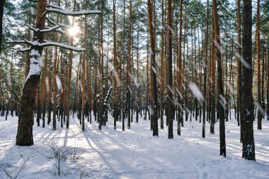 Parkta güneşli bir gökyüzünün altında karla kaplı çam ağaçlarının olduğu sakin bir kış sahnesi.
