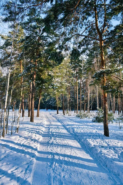 Eine Heitere Winterszene Park Mit Schneebedeckten Kiefern Unter Einem Sonnigen Stockbild