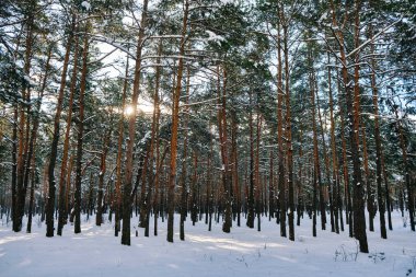 Parlak güneşin altında karla bezenmiş çam ağaçlarıyla kışın sakin bir park sahnesi..