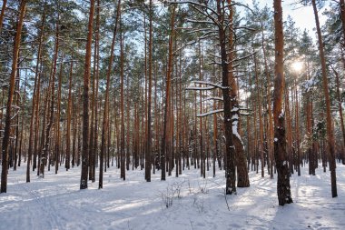 Parlak güneşin altında karla bezenmiş çam ağaçlarıyla kışın sakin bir park sahnesi..