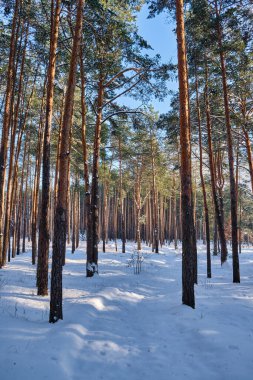 Parkta güneşli bir gökyüzünün altında karla kaplı çam ağaçlarının olduğu sakin bir kış sahnesi.