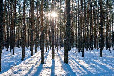 Kışın soğuk ve güneşli bir günde çam ağaçları karla kaplıdır. Harika kış manzarası, karlı orman konsepti.