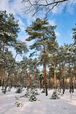 Parlak güneşin altında karla bezenmiş çam ağaçlarıyla kışın sakin bir park sahnesi..