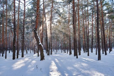 Güneşli ve serin bir günde ağaçlarla kaplı kış parkı manzarası