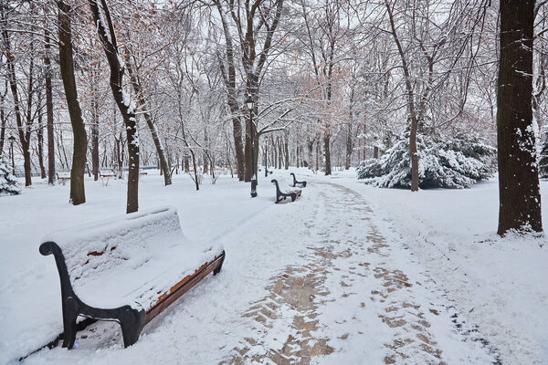 Winter beautiful park with many big trees benches and path