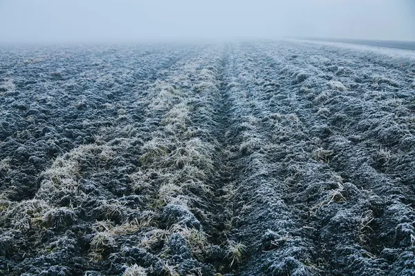 The dawn of winter casts a mystical ambiance over the plowed expanse, with mist and frost intertwining on the plants and earth, creating a captivating natural tapestry.