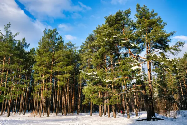 Serene Winter Scene Park Featuring Snow Covered Pine Trees Sunny — Stock Photo, Image