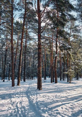 Güneşli ve serin bir günde ağaçlarla kaplı kış parkı manzarası