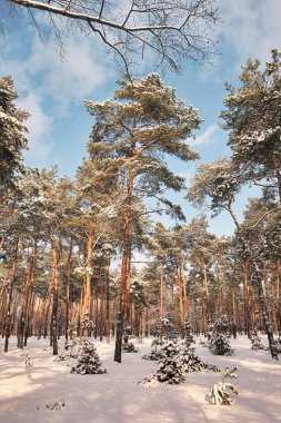 Soğuk bir akşamda çam ağaçları karla kaplıdır. Güzel kış manzarası
