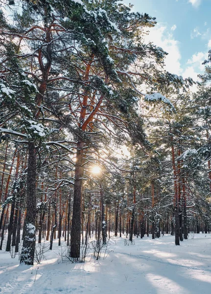 A serene winter scene in the park featuring snow-covered pine trees under a sunny sky during a snowfall