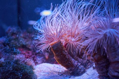 deniz şakayıkları mercan resifleri, suyun altında parlak mor ışıkla yakınlaşır.