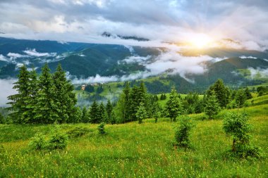 Alplerde yeşil çayırlar, çiçek açan çiçekler ve arka planda karla kaplı dağ tepeleri olan Idyllic manzarası.