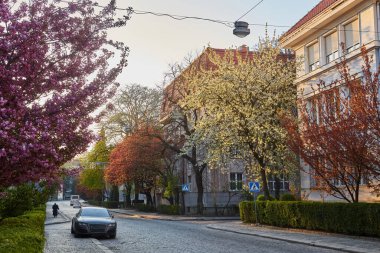 Eski Avrupa 'nın güneşli sokağında Japon kiraz ağacı çiçek açarken, güzel ilkbahar şehir manzarası, dış seyahat arka planı, Uzhhorod, Ukrayna