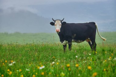 İnekler sisli bir çayırda otlar, Ukrayna 'daki Karpatlar inekleri sis içinde çan sesiyle otlar..