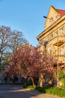 Sokakta çiçek açan güzel sakura ağaçları. Pembe sakura çiçekleri, güneşli bir ışıkta, Spring City caddesinde manzara manzarası. Şehirde baharın tadını çıkarıyorum.
